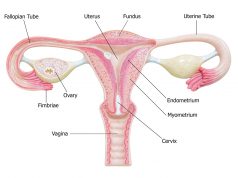 Fallopian Tube Cancer: Understanding the Silent Threat Fallopian Tube Cancer