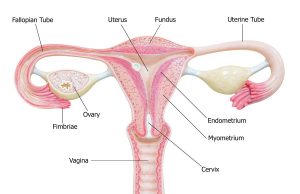 Fallopian Tube Cancer: Understanding the Silent Threat Fallopian Tube Cancer