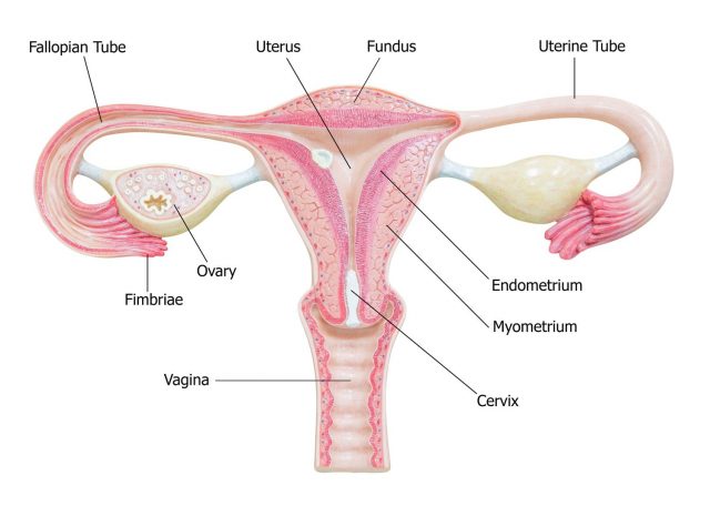 Fallopian Tube Cancer